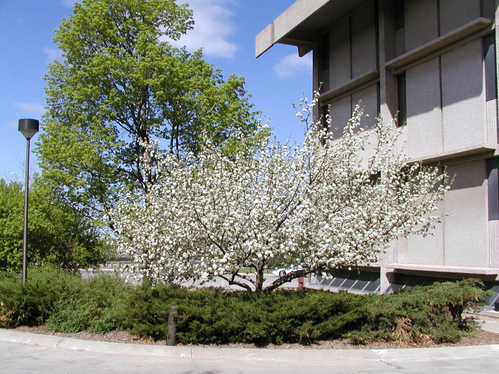 Newton apple tree showcases Landscape Services’ management success | Nebraska Today