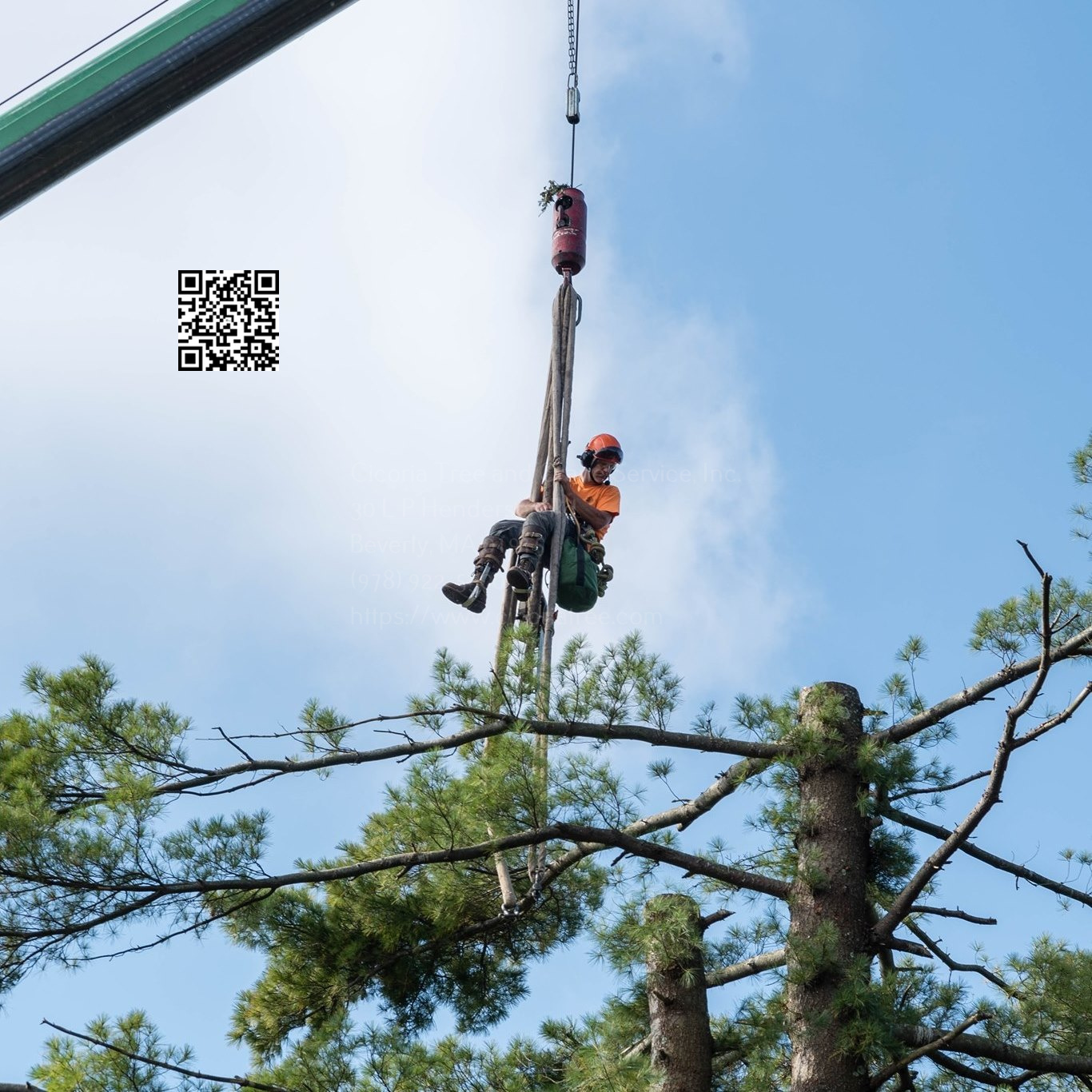 Northeast Boston Tree Service Discusses Essential Tree Trimming and Pruning Tasks