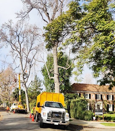Pasadena Tree Services Launches Youth Tree Care Program to Empower Local Youth