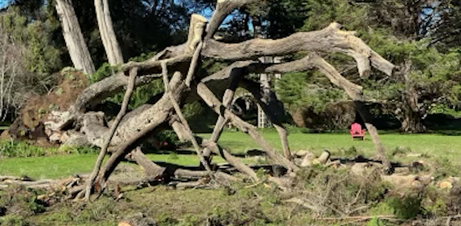 Rainstorm brings high call volume for local tree service in Santa Barbara