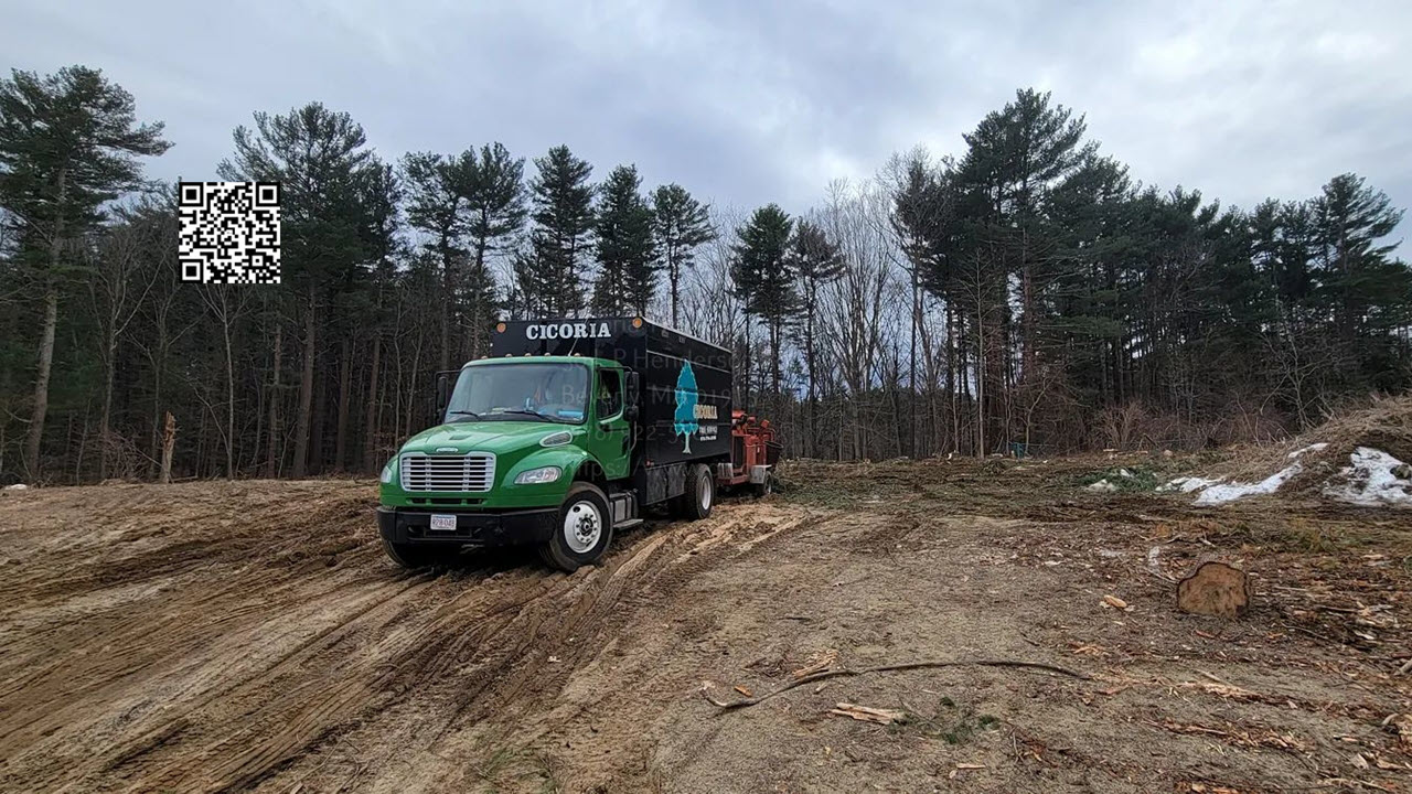 Reviews Attest to Cicoria Tree and Crane Service Being Able to Capably Handle Both Large and Small Tree Removal Projects