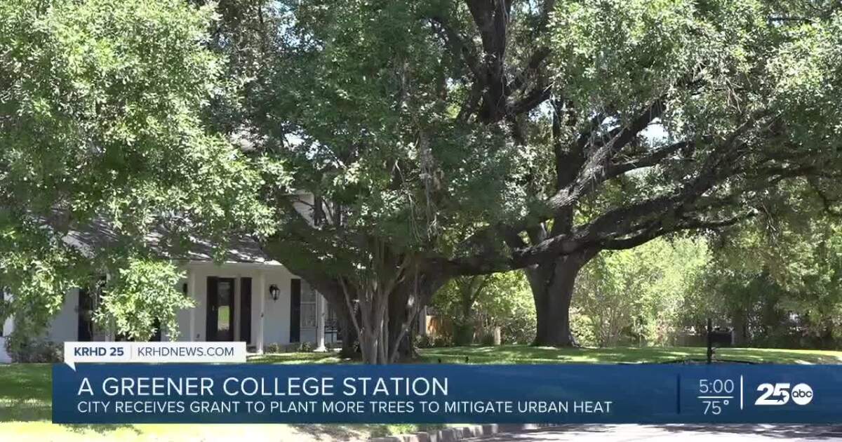 Texas A&M Forest Services grants over ,000 to plant more trees, reduce heat
