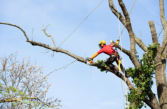 Tree Service Experts Santa Ana Rescues Furry Friends from Lofty Perches