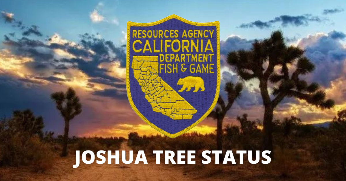 Western Joshua Tree denied Federal Protection