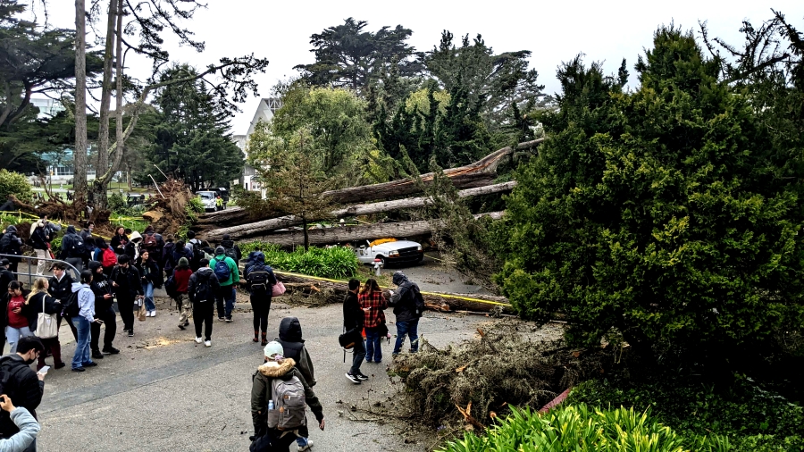 ‘Don’t congregate under trees,’ SFSU tells students