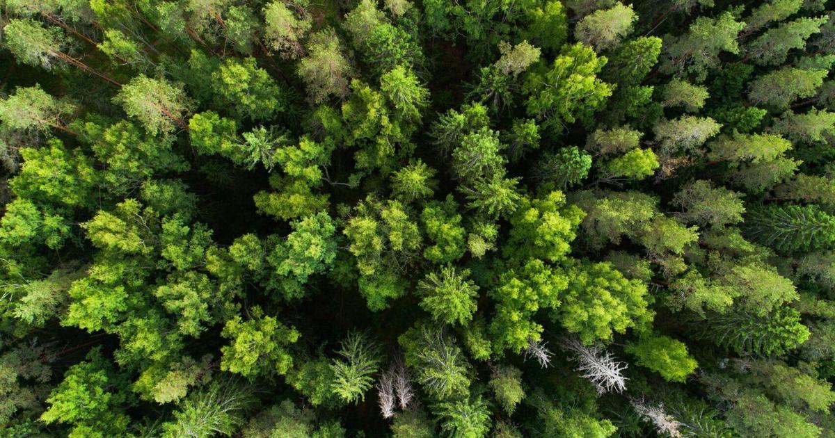 10 states with the highest levels of tree cover loss