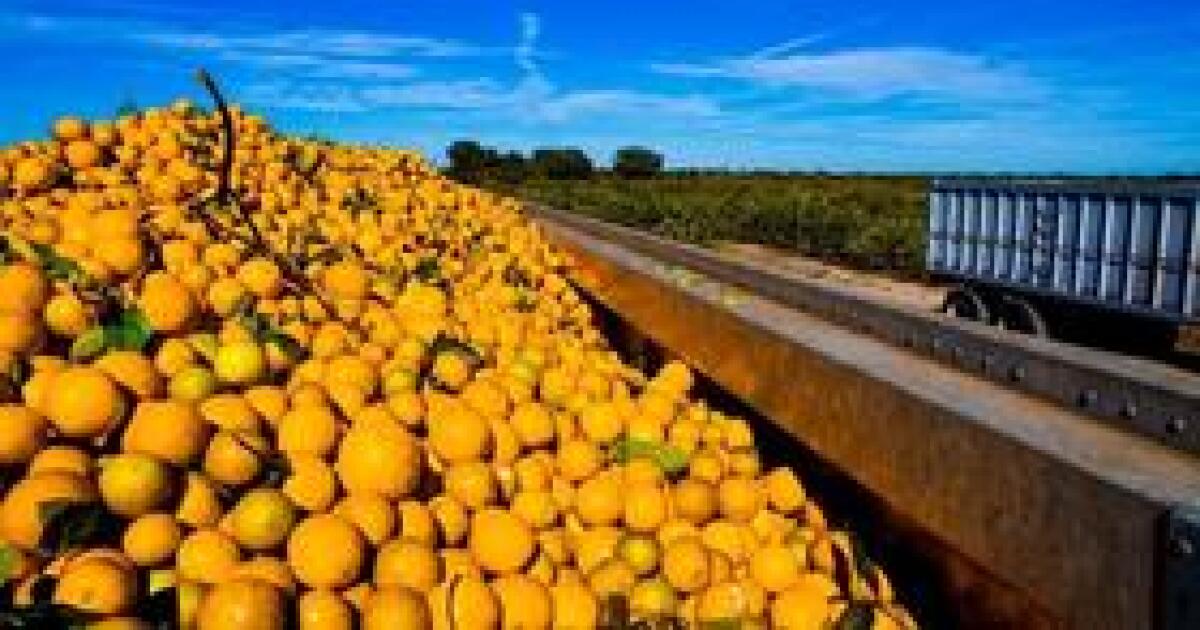 A newly discovered type of orange tree may offer hope to the Florida citrus industry