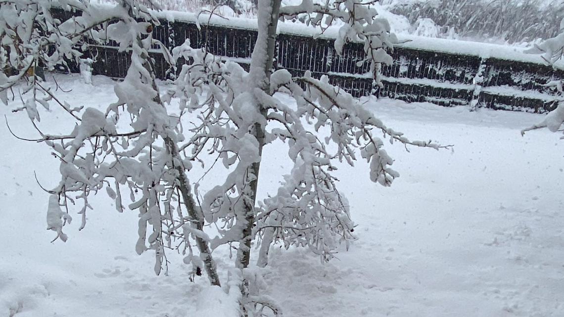 April storm to hit Colorado: How to safely remove snow from trees