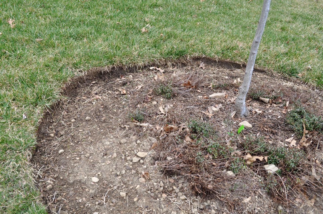 Arbor Day planting tips, tree moats, and low spots in the lawn: This Weekend in the Garden