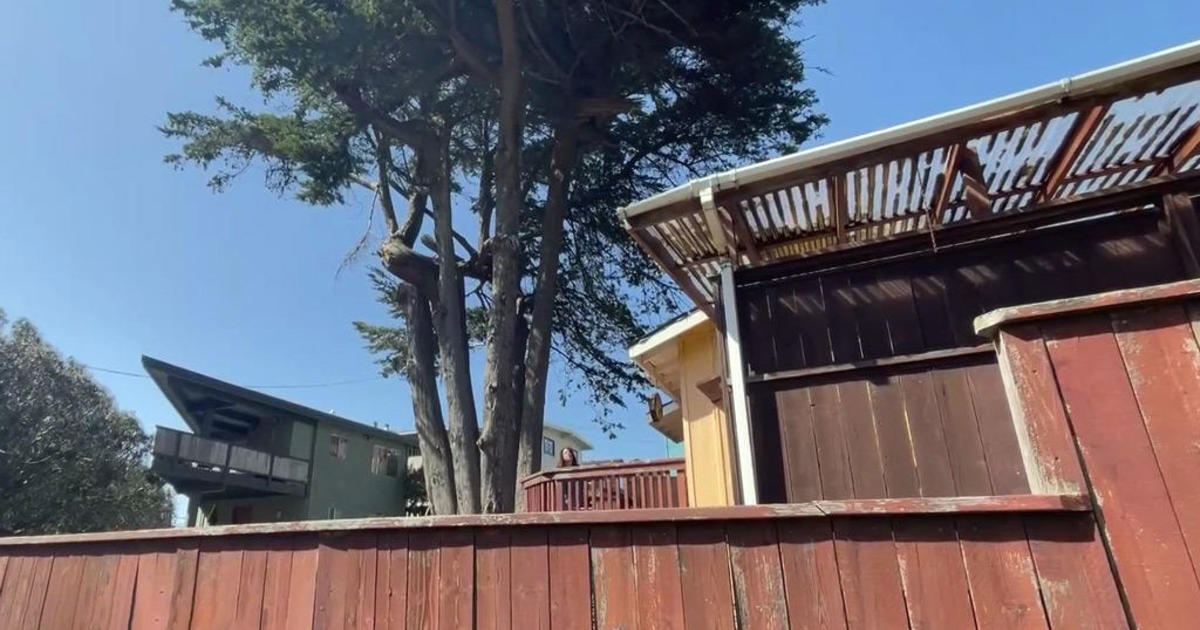 Battle brews over plans to cut down 100-year-old cypress tree in Dillon Beach
