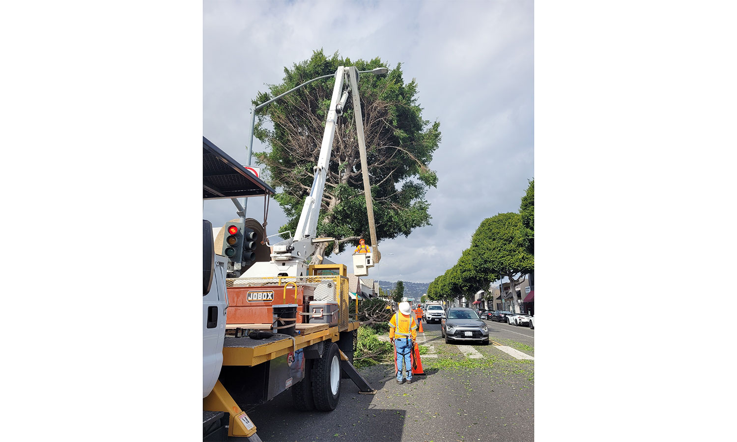 Beverly Hills Courier – Community Members Protest Ficus Tree Removal — Beverly Hills Courier