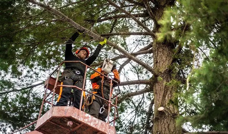 Fort Worth Tree Services Innovates with Sustainable Tree-Based Fabrics