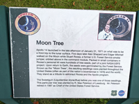 Hidden Treasure: Loudoun’s Moon Tree | News