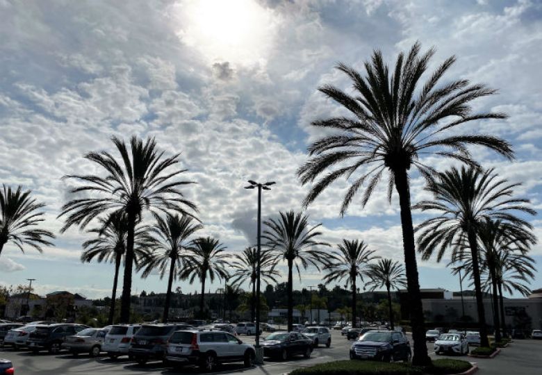 Local Couple Drops Lawsuit Seeking to Block Ocean Beach Palm Tree Removal