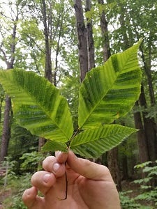 MA arborists say beech leaf disease can decimate tree population