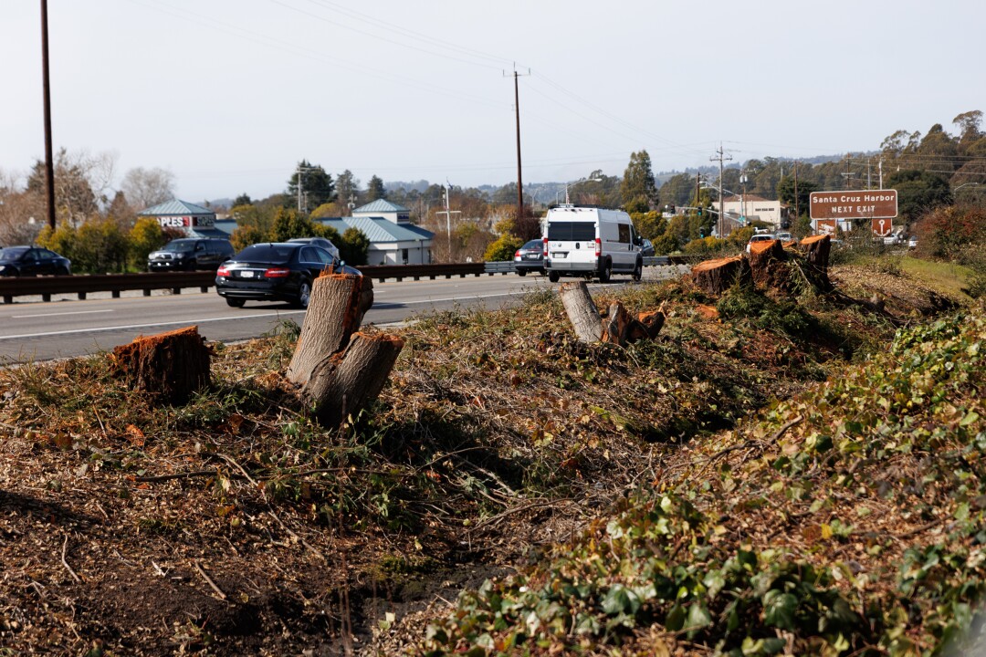 Major Highway 1 tree removal making way for new lanes, pedestrian overcrossing