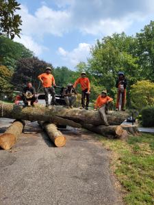 Pikesville Tree Service Merges with Y&L Landscaping & Tree Service (Owings Mills, MD)