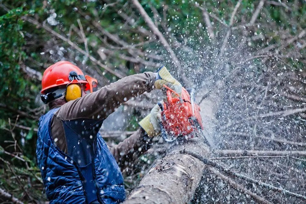 Tree Service Madera’s Impact on Local Air Quality Through Tree Care