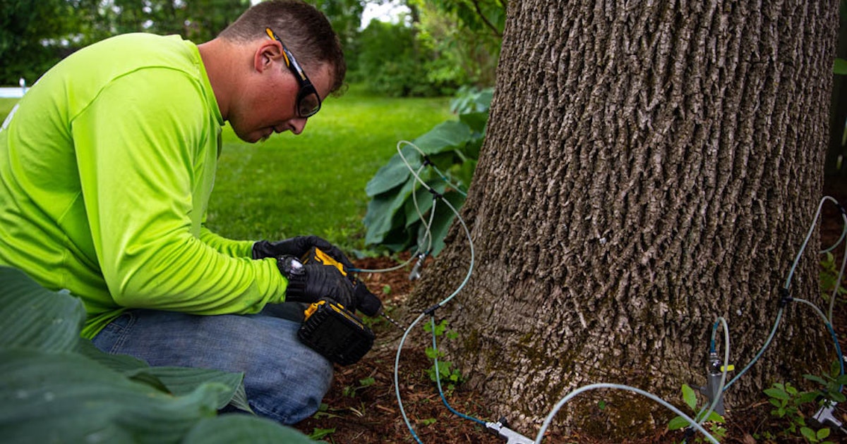 Wyoming Arborists Say Tree Vaxing Can Be A Good Idea, But It Depends