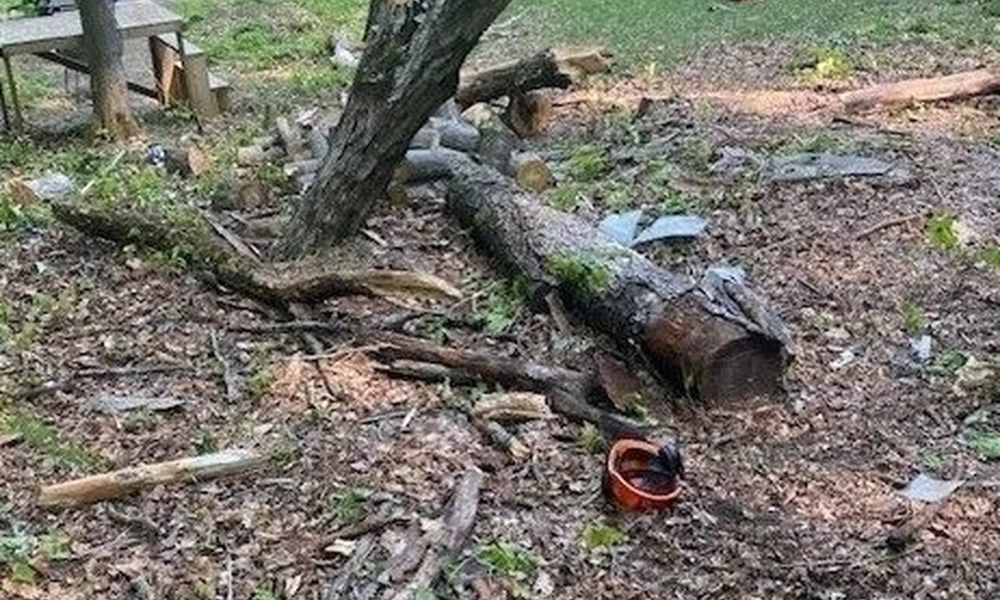 Arborist dies after falling out of tree