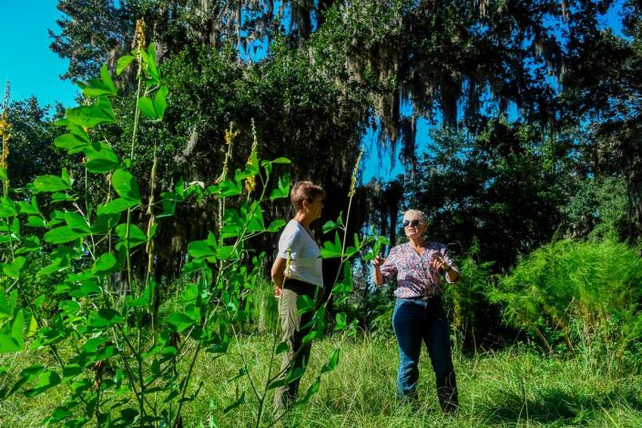 Can a grandma save a 350-year-old tree in Port Royal? ‘It’s one little thing I can do’