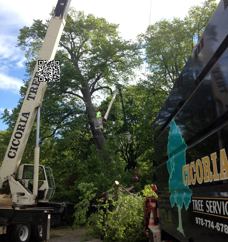 Cicoria Tree and Crane Service Espouses the Benefits of a Certified Arborist Consultation