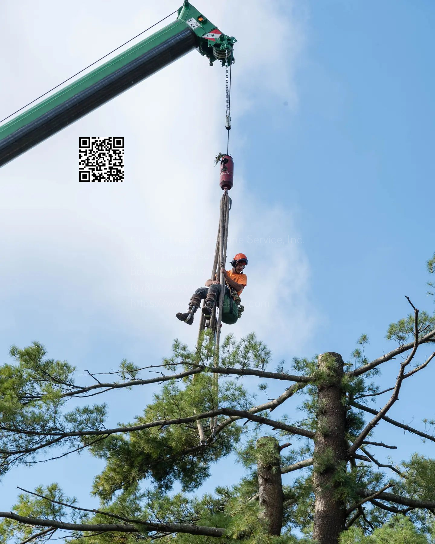 Cicoria Tree and Crane Service Offers Tree Trimming and Pruning Services