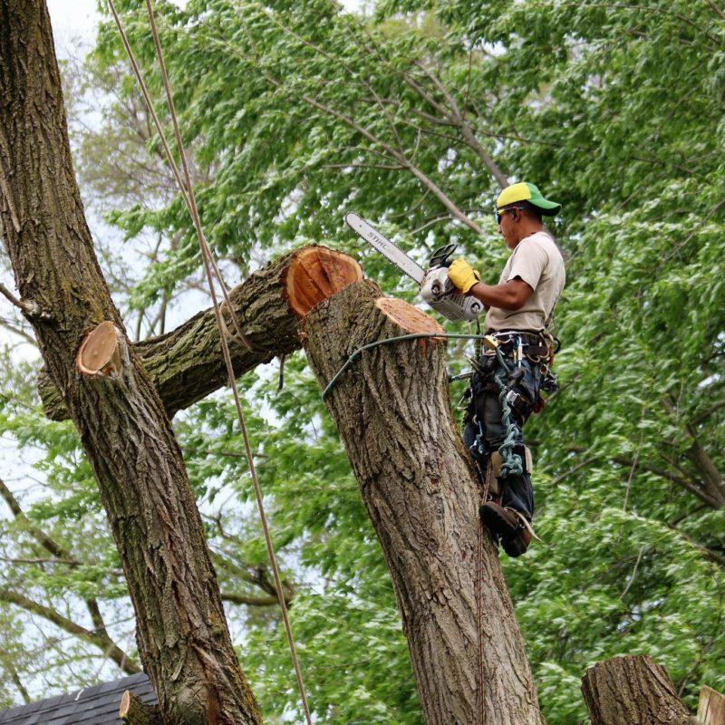 Clayton’s Quality Tree Service LLC Offers Cost-Effective And Safe Tree Removal Services With Certified Arborist On Board – ZEX PR WIRE