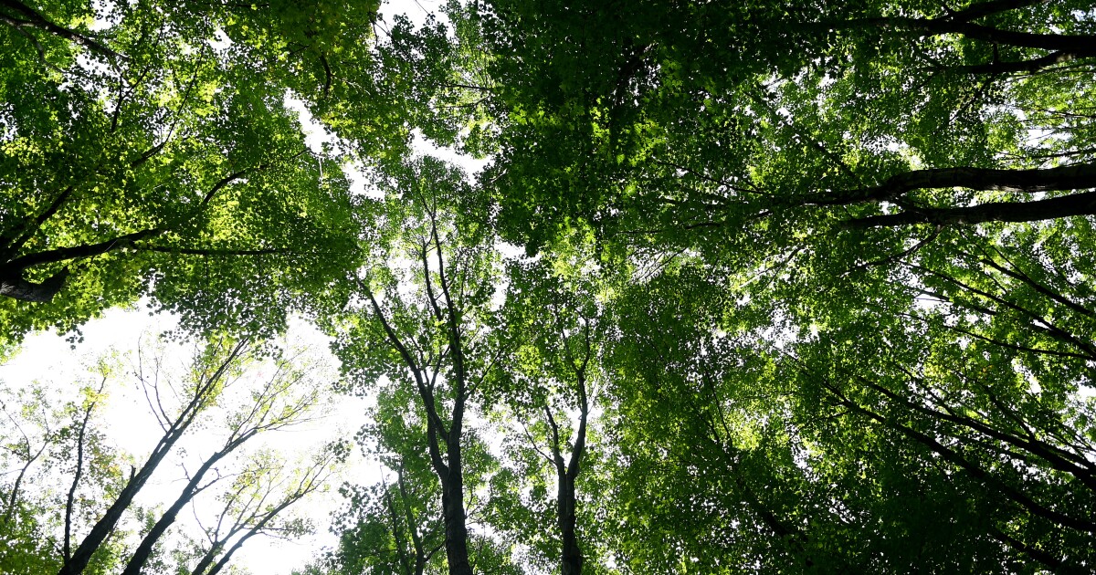 Cuyahoga County once again offers grants to increase its tree cover