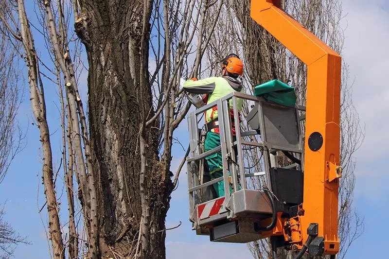 Elk Grove Tree Service Experts Reveals Secrets of Trees’ Resurrection Powers