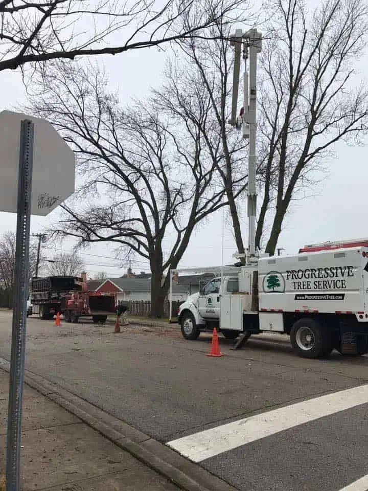 Enjoy Fast and Efficient Emergency Tree Service in Evanston, IL, with Progressive Tree Service