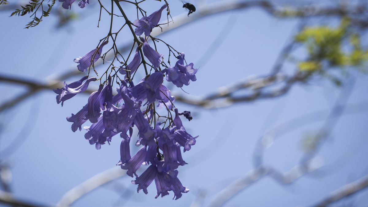 Hey Tampa Bay, where are our gorgeous purple jacaranda trees this year?
