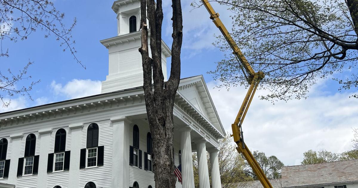 Historic maple tree removed from courthouse lawn | Local News