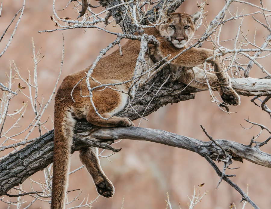 Mountain lion lounges in tree at Garden of the Gods