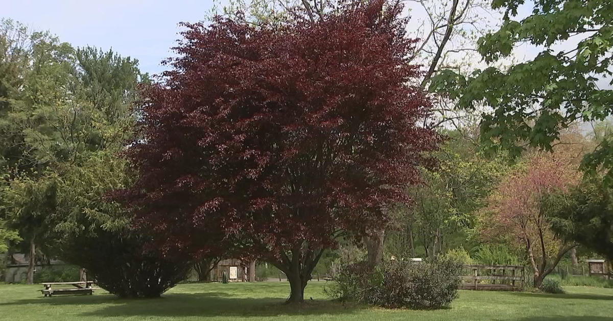 Researchers say ecosystem of beech trees are in danger