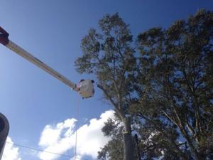 S & L Tree Service Of New Orleans Revolutionizes Tree Care with Exceptional Service