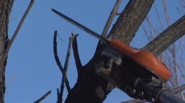 SF City undertaking tree trimming and ash borer tree removal