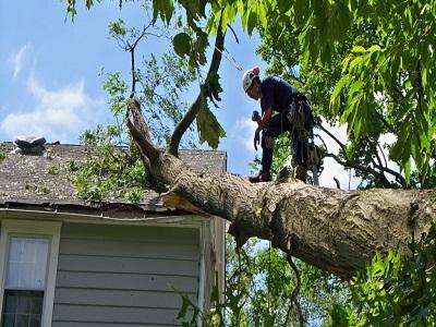 Tree Care Services Market Projected to Show Strong Growth :