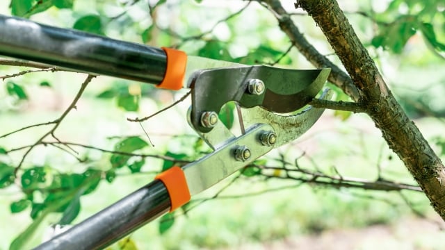 Tree Trimming and Removal Guide for Home Owners BSM Landscaping