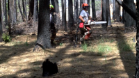 Paradise & Butte Fire Safe Council team up on tree removal program | News