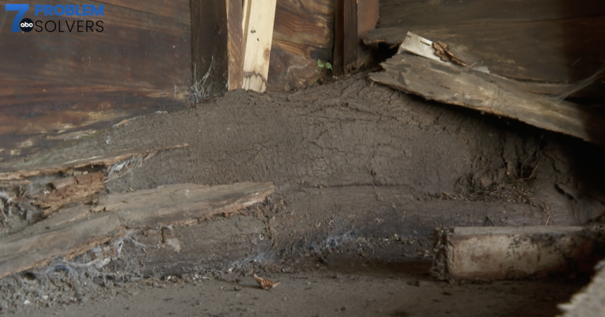 Tree roots from neighboring yard invade Buffalo woman’s garage