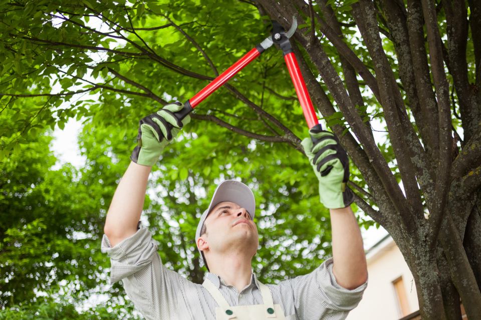 Wild Oak Tree Service Revolutionizes Tree Care in Austin, Texas with Sustainable Approach
