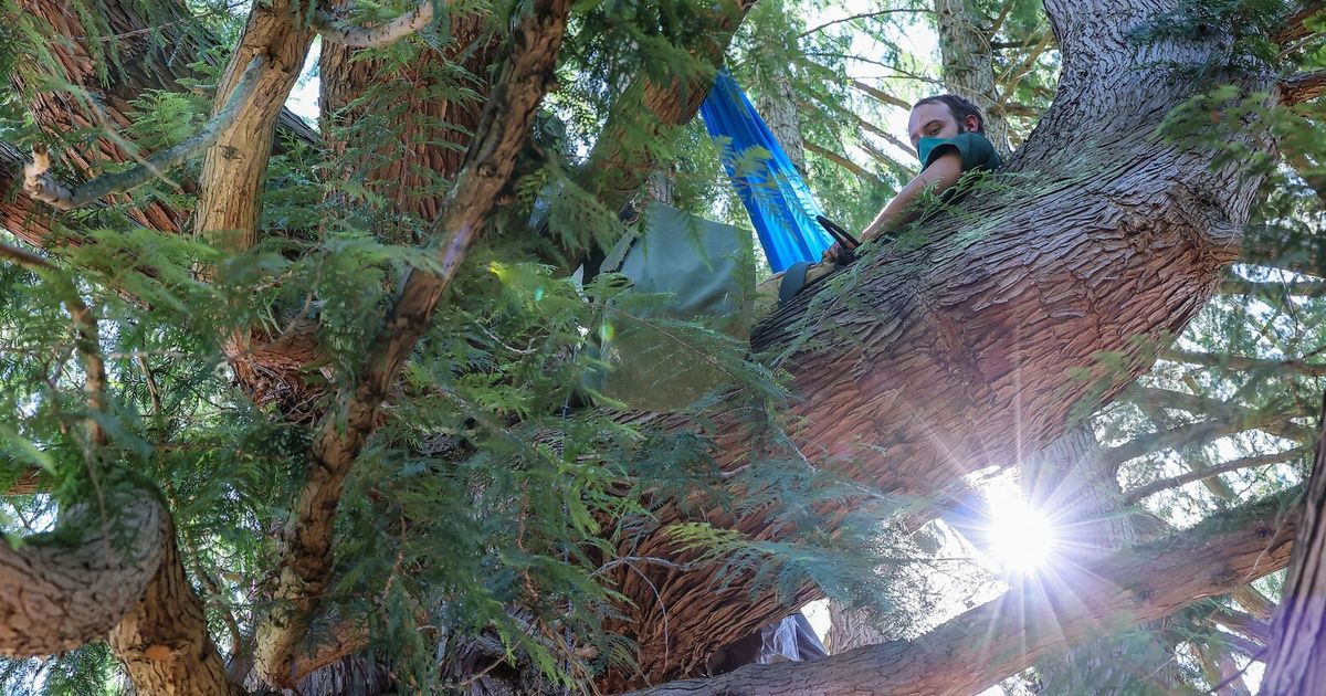 Big Seattle tree spared from ax — for now — as neighbors, tribe rally