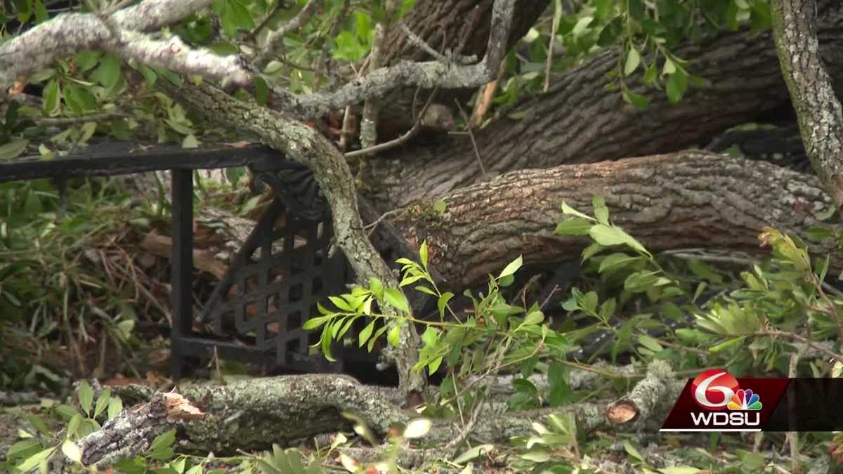 Documents show arborist raised concerns with Jackson square tree 10 days before tragic accident