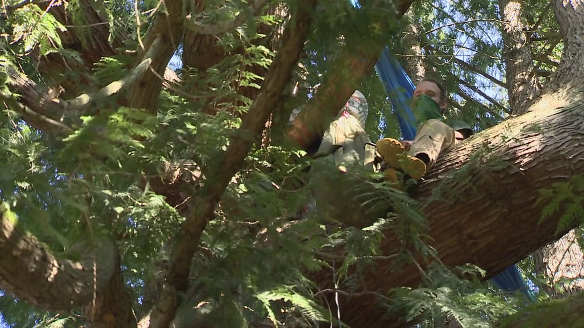 Environmental activist goes to new heights to save 80-foot tree in Seattle neighborhood