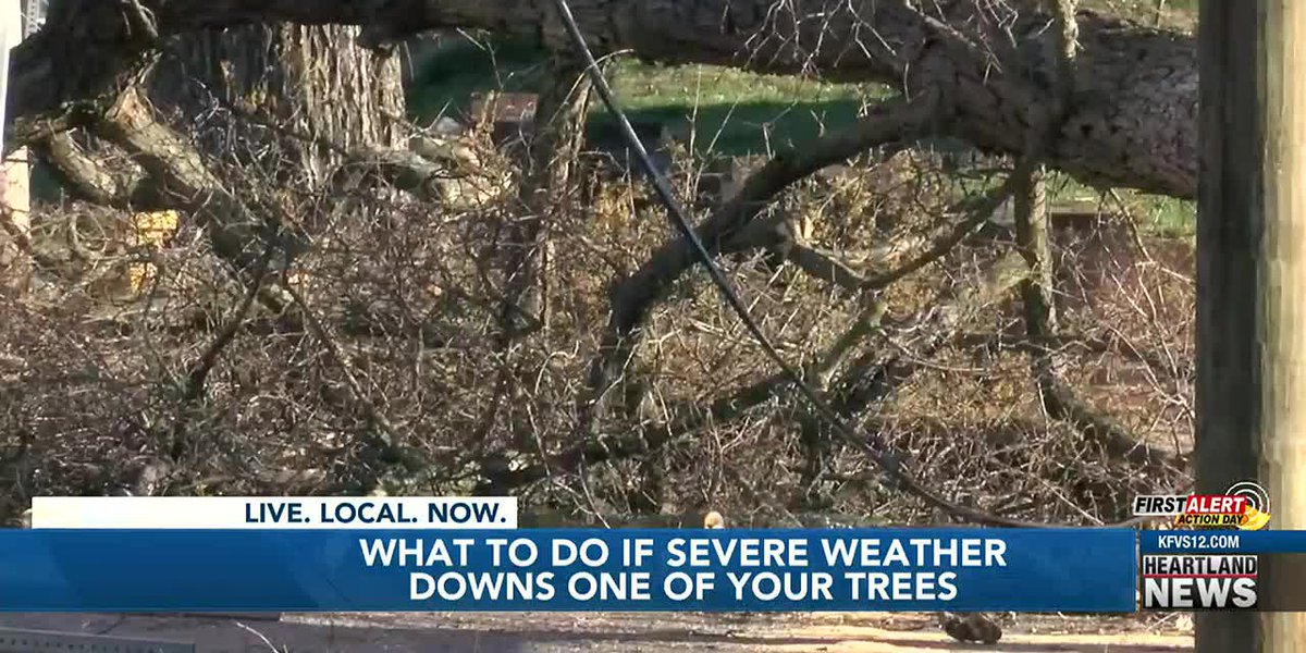 What to do if a tree falls and damages your property