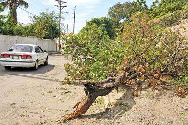 Dominica Electricity Services blames fallen tree for islandwide blackout