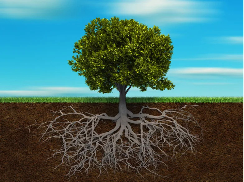 Keeping Trees Healthy – Tree Surgeons of Metairie
