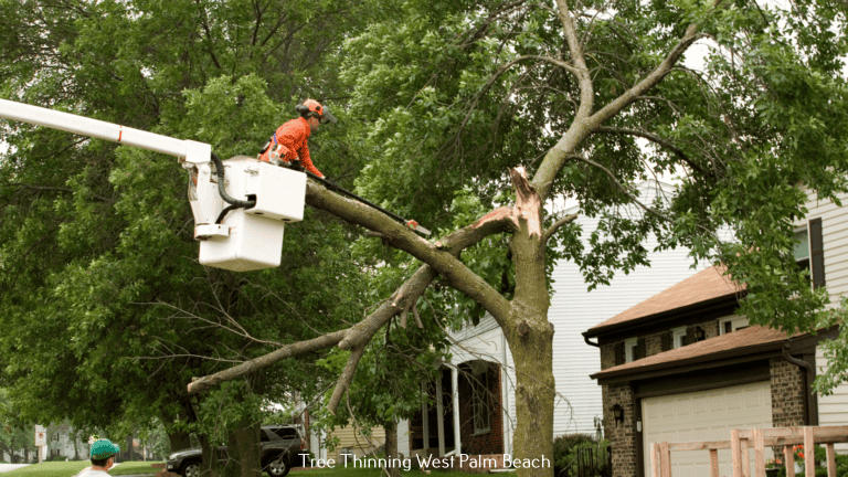Professional Tree Trimmers Shares the Perks of Enlisting Emergency Tree Removal Services