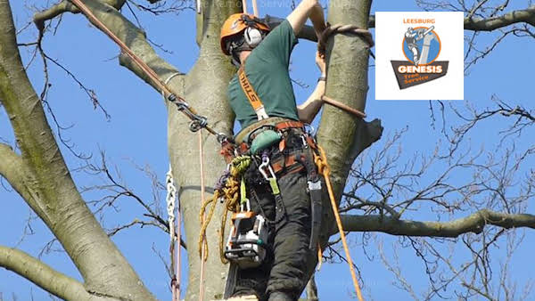 Genesis Tree Service Leesburg Offers High Quality Tree Care